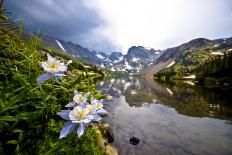 Colorado Columbines Blooming in Early July with Spring Run Off, Indian Peaks Rocky Mountains-Daniel Gambino-Photographic Print