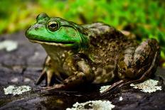 Close Up of Green Bull Frog.-Daniel Gambino-Photographic Print