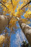 San Juan Aspen Trees Turning Color in Colorado-Daniel Gambino-Photographic Print
