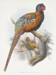 Ruffed Grouse, 1865-Daniel Girard Elliot-Giclee Print