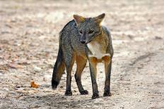 Crab-eating fox (Cerdocyon thous) Kaa-Lya National Park, South East Bolivia.-Daniel Heuclin-Photographic Print