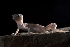 Desert Banded Gecko (Coleonyx Variegatus Variegatus) Controlled Conditions-Daniel Heuclin-Photographic Print