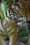 Malayan Tiger (Panthera Tigris Jacksoni), Malaysia-Daniel Heuclin-Photographic Print