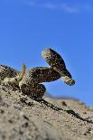 Desert Banded Gecko (Coleonyx Variegatus Variegatus) Controlled Conditions-Daniel Heuclin-Photographic Print