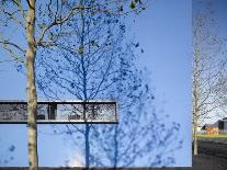 Shadow of Slim Trees on Blue Wall-Daniel Hopkinson-Photographic Print