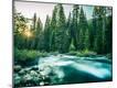 Photographic Print