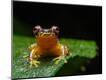 Photographic Print