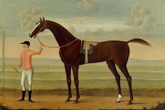 A Bay Racehorse with his Jockey on a Racecourse-Daniel Quigley-Giclee Print
