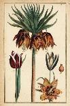 Globe Flower, Trollius Europaeus, and Other Species of Buttercups, Ranunculus Glacialis, Etc-Daniel Rabel-Giclee Print