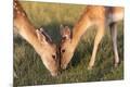 Premium Photographic Print