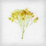 Meditative Yellow-Daniela Savone-Framed Photographic Print