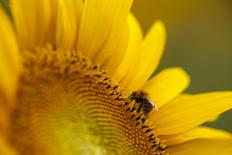 Italy, Friuli Venezia Giulia, Bee on a Sunflower-Daniele Pantanali-Photographic Print