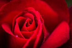 Close Up Macro Shot of a Wet Red Rose-Daniil Belyay-Photographic Print