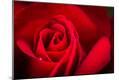Premium Photographic Print