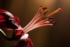 Close Up Macro Shot of a Wet Red Rose-Daniil Belyay-Framed Premier Image Canvas