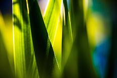 Fresh Green Spring Grass-Daniil Belyay-Framed Photographic Print