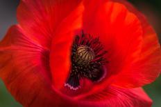 Close Up Macro Shot of a Wet Red Rose-Daniil Belyay-Photographic Print