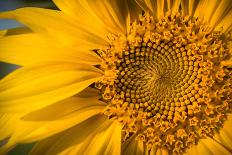 Vibrant Yellow and Orange Macro of a Sunflower-Daniil Belyay-Photographic Print
