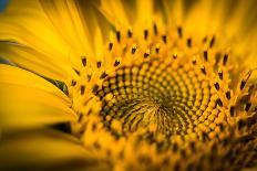 Vibrant Yellow and Orange Macro of a Sunflower-Daniil Belyay-Framed Photographic Print