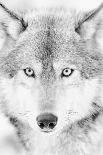 Lone Alaskan Gray Wolf II-Danita Delimont-Photographic Print