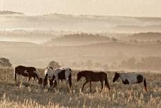 Sunlit Cows I-Danita Delimont-Art Print