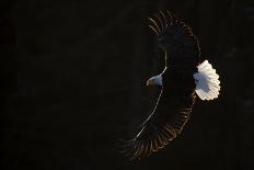 Bald eagle (Haliaeetus leucocephalus) in flight, Alaska, USA, February-Danny Green-Photographic Print