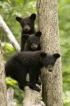 Polar Bear (Ursus Maritimus) Cub Playing with Branch,Churchill, Canada, November-Danny Green-Photographic Print