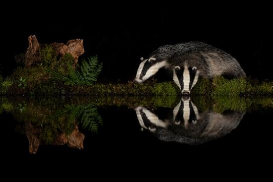 Photographic Print, , large
