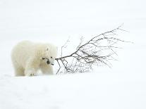 Polar Bear (Ursus Maritimus) Cub Playing with Branch,Churchill, Canada, November-Danny Green-Photographic Print