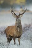 Red Deer (Cervus Elaphus) Dominant Stag Amongst Bracken, Bradgate Park, Leicestershire, England, UK-Danny Green-Framed Photographic Print