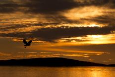 White-Tailed Eagle (Haliaeetus Albicilla) in Flight at Sunset, Norway, August-Danny Green-Photographic Print