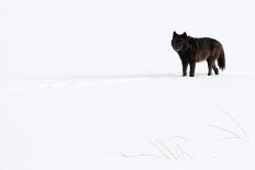 Wolf standing in snow, Yellowstone National Park, USA-Danny Green-Photographic Print