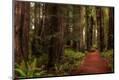 Photographic Print