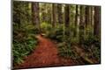 Photographic Print