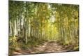 Photographic Print