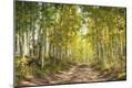 Photographic Print