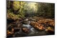 Photographic Print