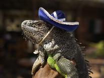 Iguana Wearing a Sombrero in Cabo San Lucas-Danny Lehman-Photographic Print
