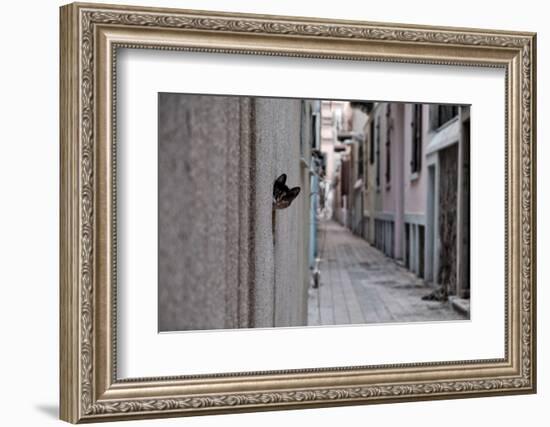 Dantel Street Cat-Ali Ayer-Framed Photographic Print