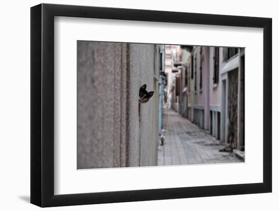 Dantel Street Cat-Ali Ayer-Framed Photographic Print