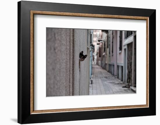 Dantel Street Cat-Ali Ayer-Framed Photographic Print