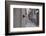 Dantel Street Cat-Ali Ayer-Framed Photographic Print