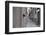 Dantel Street Cat-Ali Ayer-Framed Photographic Print