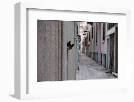 Dantel Street Cat-Ali Ayer-Framed Photographic Print