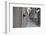 Dantel Street Cat-Ali Ayer-Framed Photographic Print