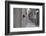 Dantel Street Cat-Ali Ayer-Framed Photographic Print