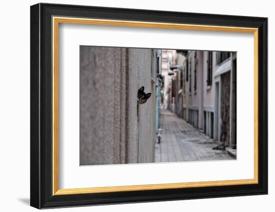 Dantel Street Cat-Ali Ayer-Framed Photographic Print