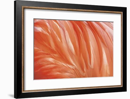 Danza de la Pluma-Xavier Ortega-Framed Giclee Print