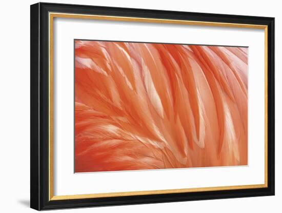 Danza de la Pluma-Xavier Ortega-Framed Giclee Print