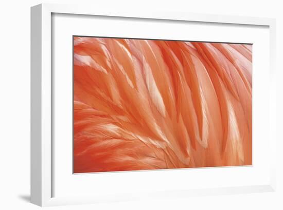 Danza de la Pluma-Xavier Ortega-Framed Giclee Print